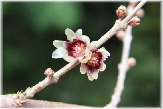 Zimokwiat wczesny - Chimonanthus praecox