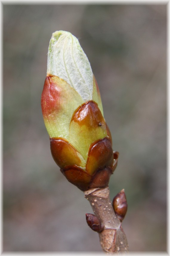 Kasztanowiec zwyczajny - Aesculus hippocastanum