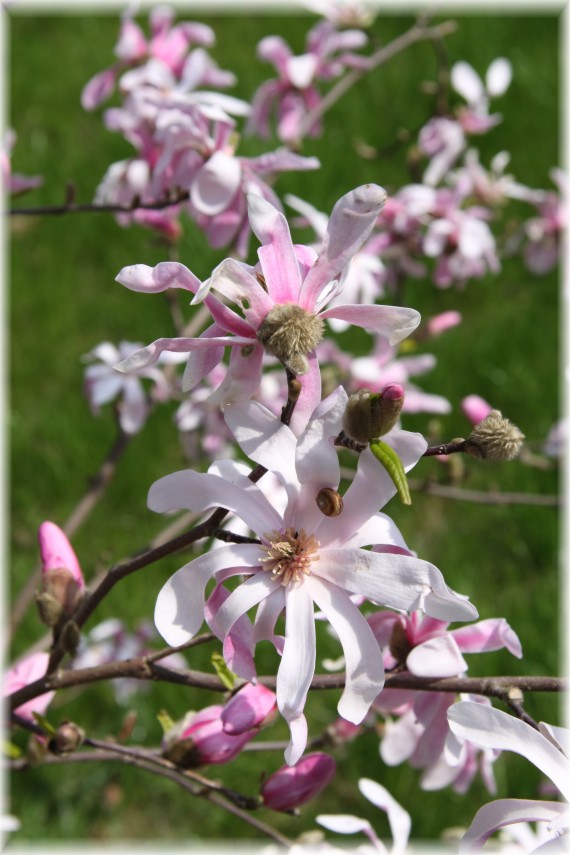 Magnolia Loebnera 'Leonard Messel - Magnolia xloebneri 'Leonard Messel'