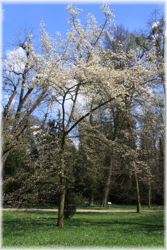 Magnolia japońska - Magnolia kobus