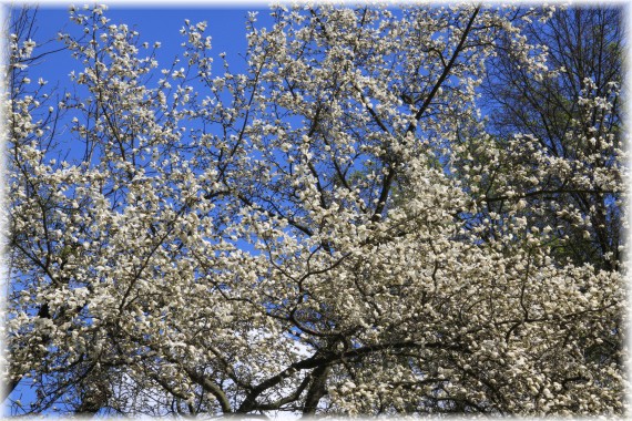 Magnolia japońska - Magnolia kobus