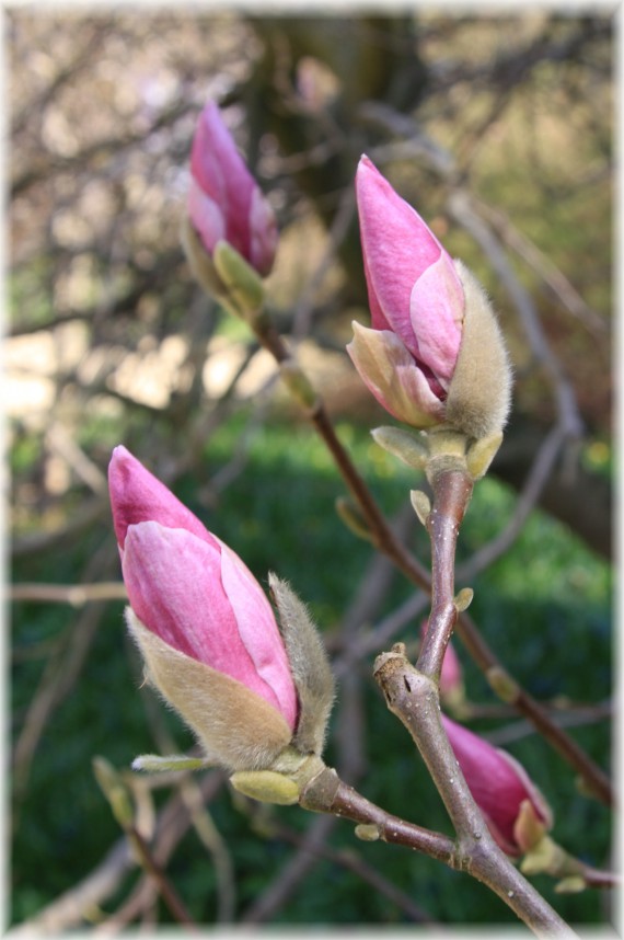 Magnolia pośrednia 'Rustica Rubra' - Magnolia xsoulangeana 'Rustica Rubra'