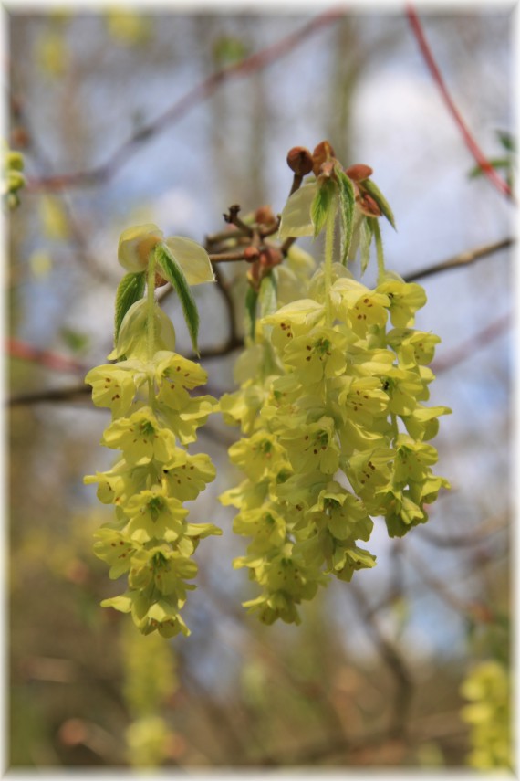 Leszczynowiec - Corylopsis sp.