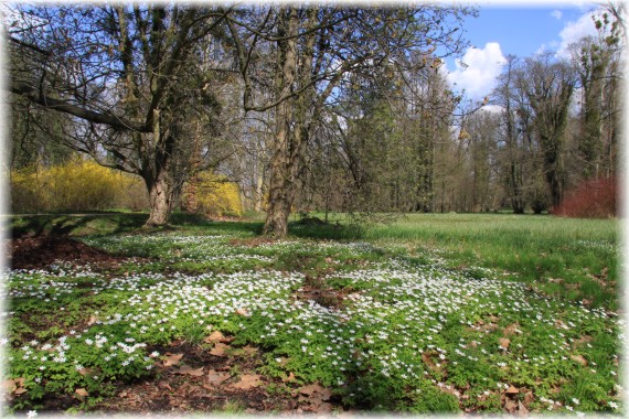 Arboretum Kórnickie