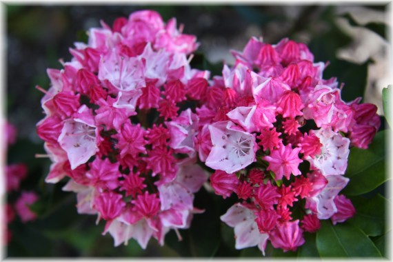 Kalmia szerokolistna 'Heart of Fire' - Kalmia latifolia 'Heart of Fire'