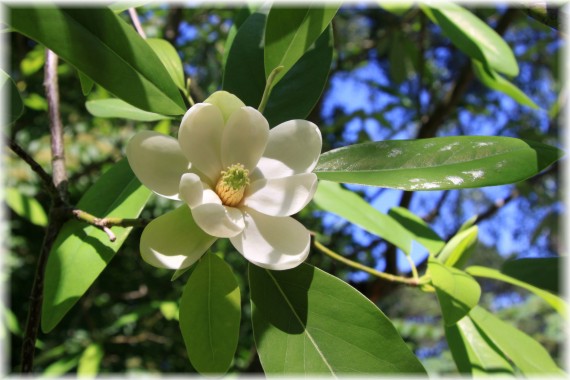 Magnolia wirginijska - Magnolia virginiana