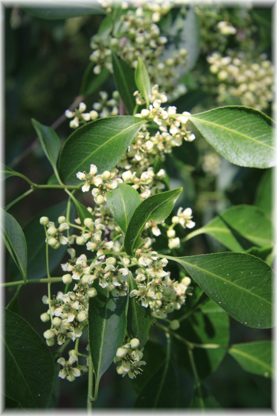 Trzmielina Hamiltona - Euonymus hamiltonianus