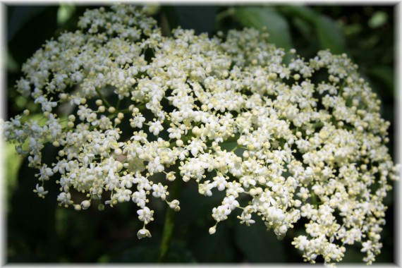 Bez - Sambucus sp.