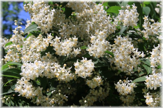 Żylistek - Deutzia sp.