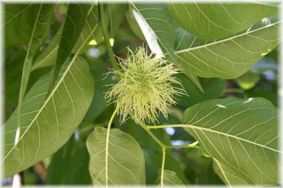 Żółtnica pomarańczowa - Maclura pomifera