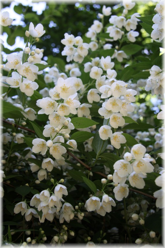 Jaśminowiec - Philadelphus sp.