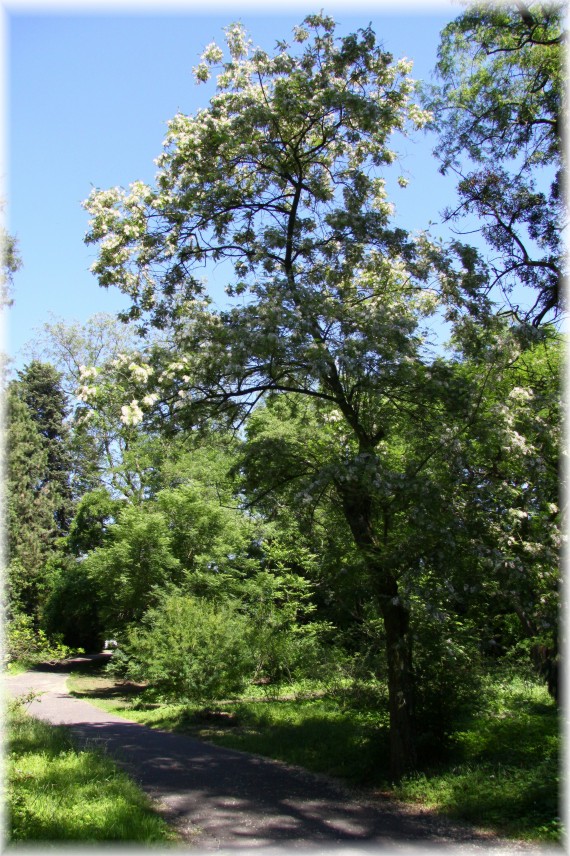 Robinia akacjowa - Robinia pseudoacacia