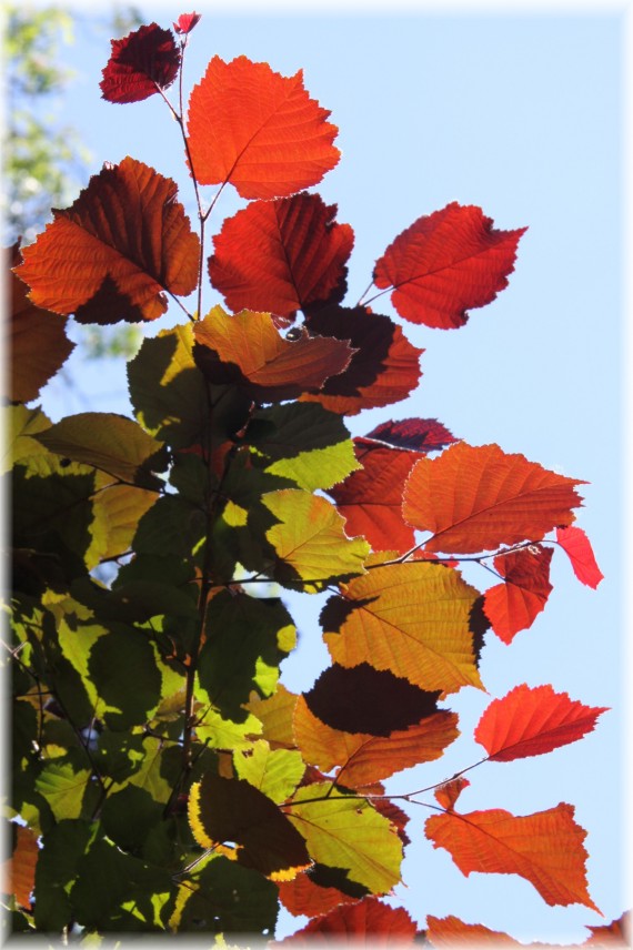 Leszczyna 'W. Bugała' - Corylus 'W.Bugała'