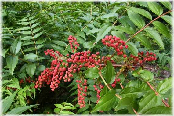 Garbownik japoński - Coriaria japonica