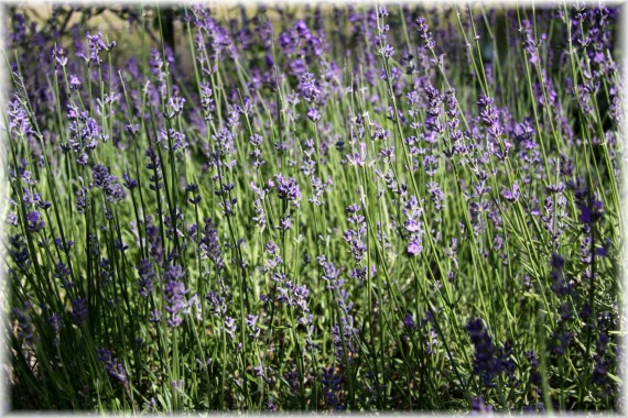 Lawenda wąskolistna - Lavandula angustifolia