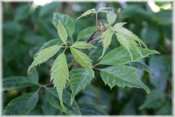 Klon winolistny - Acer cissifolium