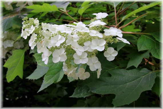 Hortensja dębolistna - Hydrangea quercifolia