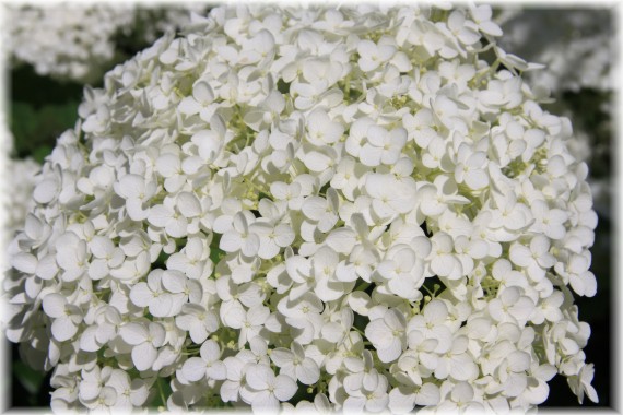 Hortensja krzewiasta 'Anabelle' - Hydrangea arborescens 'Anabelle'