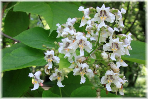 Surmia wielkokwiatowa - Catalpa speciosa