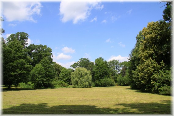 Słoneczna polana w Arboretum