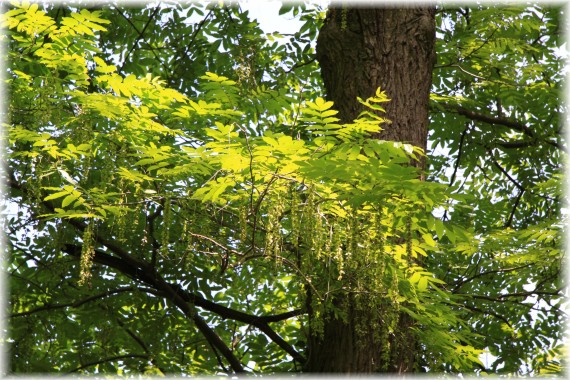 Skrzydłorzech kaukaski - Pterocarya fraxinifolia