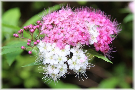 Tawuła japońska 'Genpei' - Spiraea japonica 'Genpei'