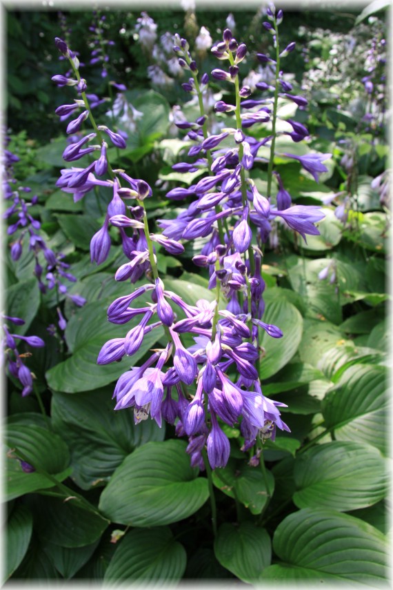 Funkia - Hosta sp.