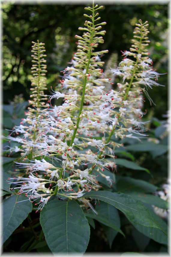 Kasztanowiec drobnokwiatowy - Aesculus parviflora