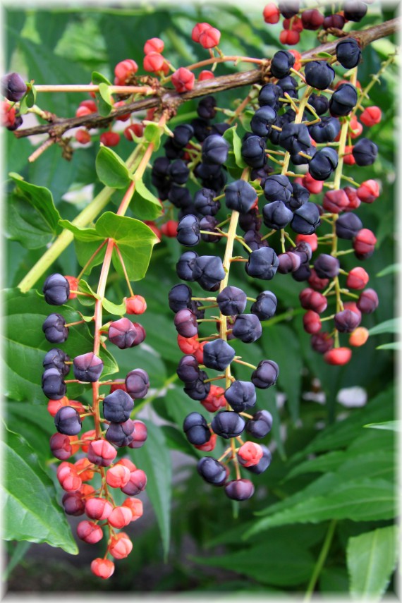 Garbownik japoński - Coriaria japonica