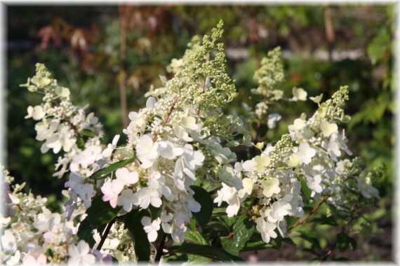 Hortensja bukietowa 'Pinky Winky' - Hydrangea paniculata 'Pinky Winky'