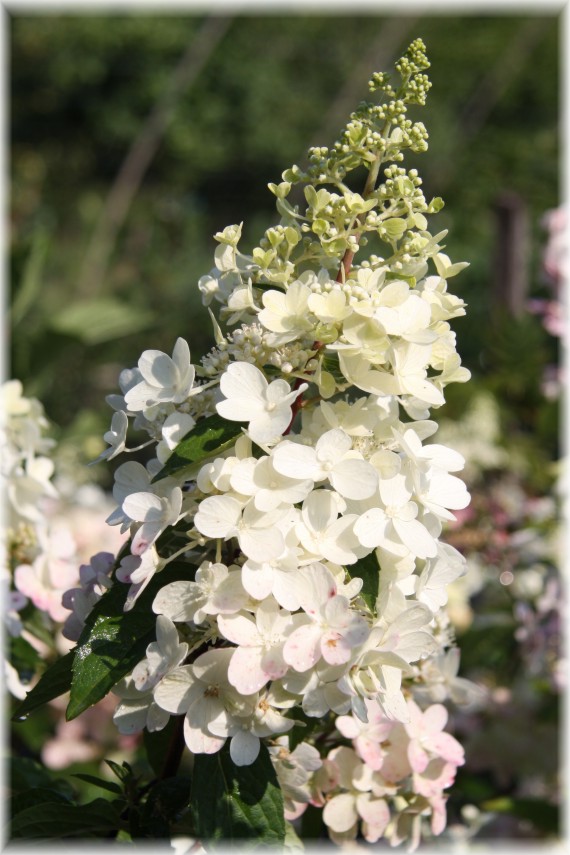 Hortensja bukietowa 'Pinky Winky' - Hydrangea paniculata 'Pinky Winky'