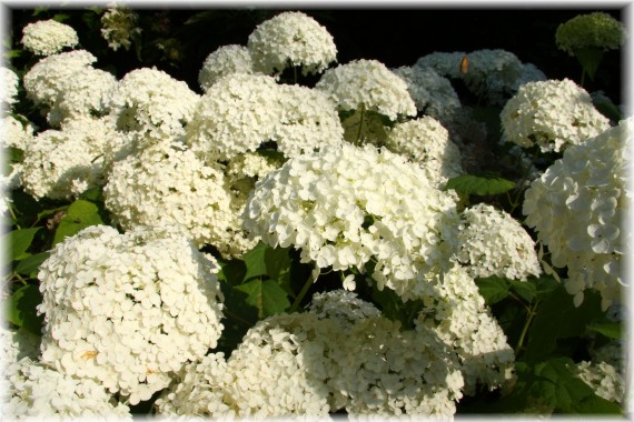 Hortensja krzewiasta 'Anabelle' - Hydrangea arborescens 'Anabelle'