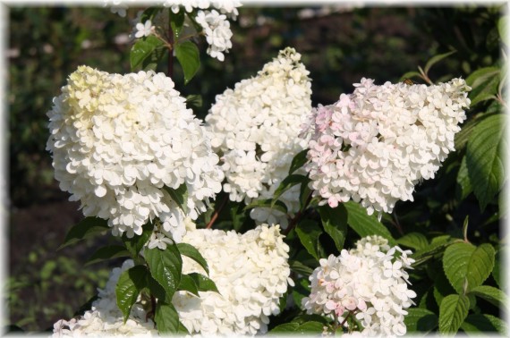 Hortensja bukietowa 'Vanille-Fraise' - Hydrangea paniculata 'Vanille-Fraise'