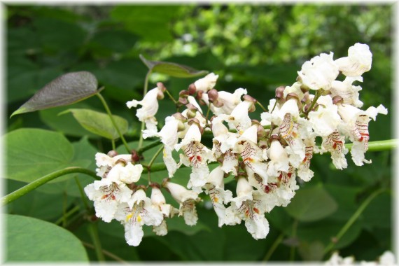 Surmia pośrednia - Catalpa xerubescens