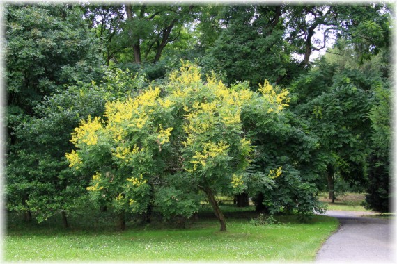 Mydleniec - Koelreuteria bipinnata