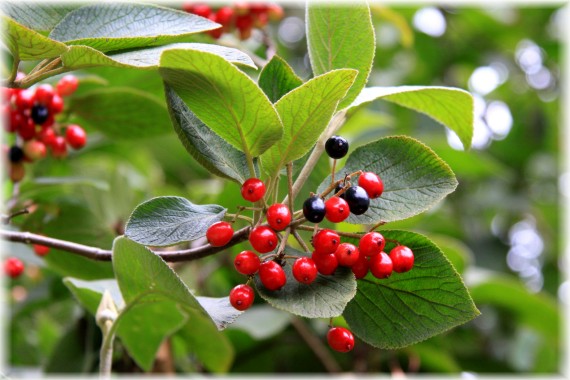 Kalina hordowina - Viburnum lantana