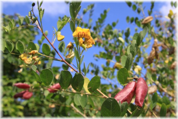 Moszenki południowe - Colutea arborescens