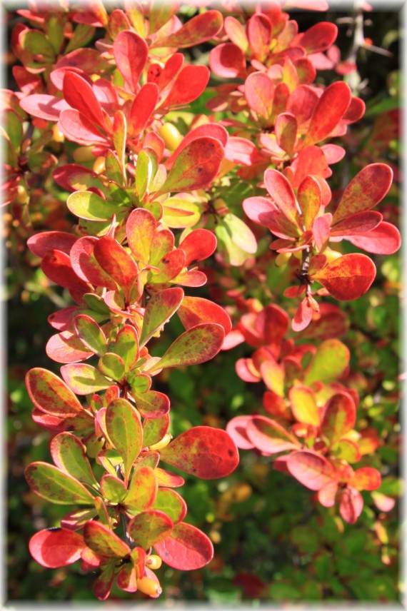 Berberys - Berberis sp.