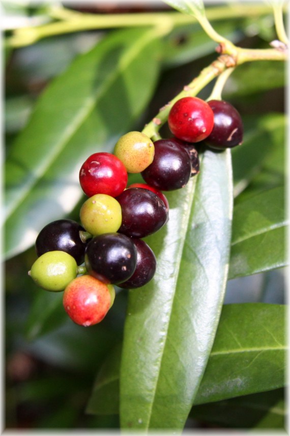 Laurowiśnia wschodnia - Prunus laurocerasus