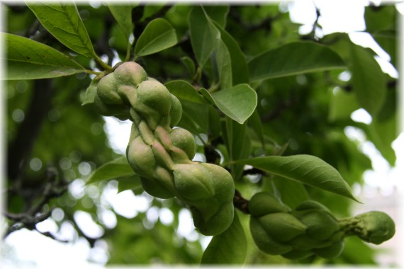 Magnolia pośrednia - Magnolia xsoulangeana