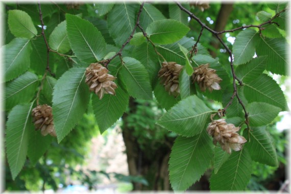 Chmielograb europejski - Ostrya carpinifolia