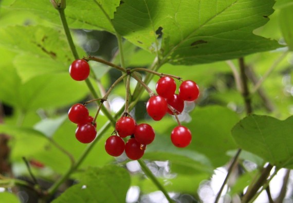 Kalina - Viburnum edule