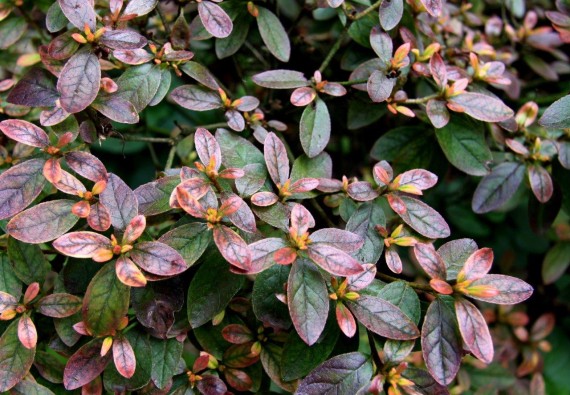 Azalia 'Canzonetta' - Rhododendron 'Canzonetta'