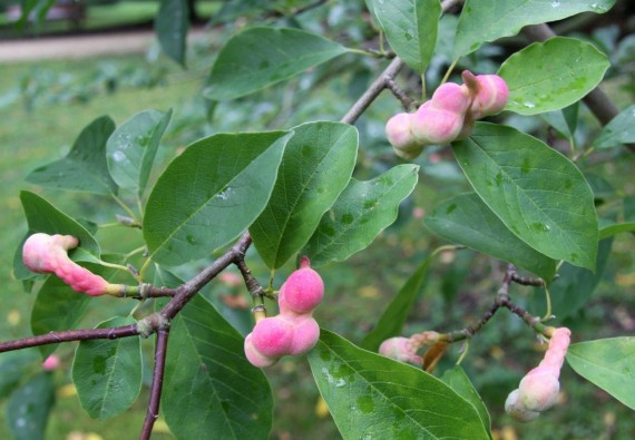 Magnolia japońska - Magnolia kobus