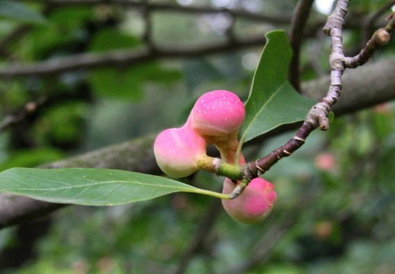 Magnolia japońska - Magnolia kobus