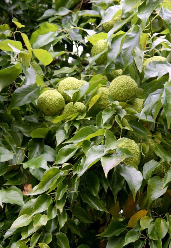 Żółtnica pomarańczowa - Maclura pomifera