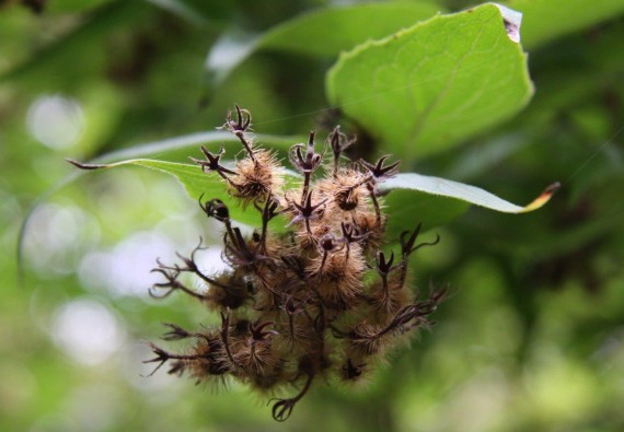 Abelia mosańska - Abelia mosanensis