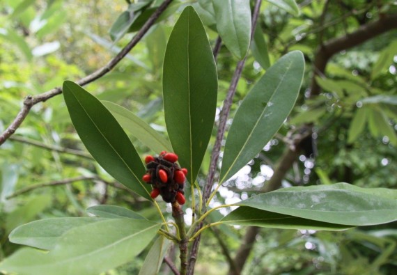 Magnolia wirginijska - Magnolia virginiana