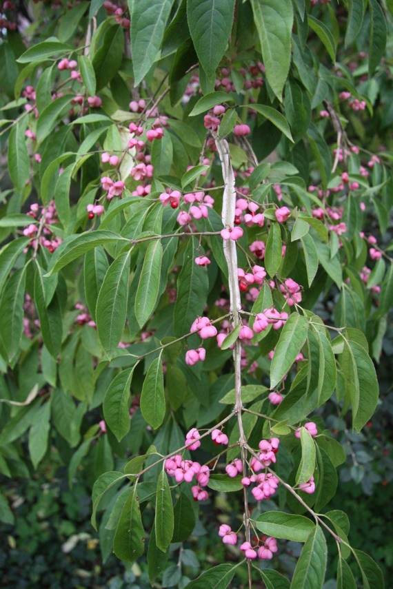 Trzmielina korkowa - Euonymus phellomanus