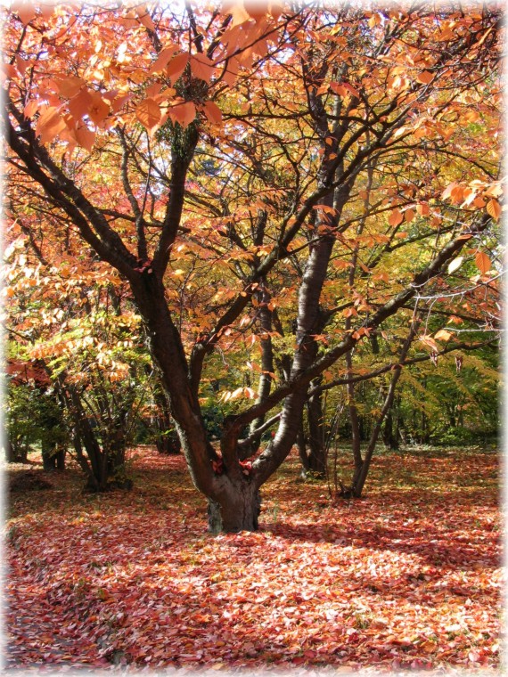 Wiśnia Hilliera odmiana kórnicka - Prunus xhillieri 'Kórnicensis'